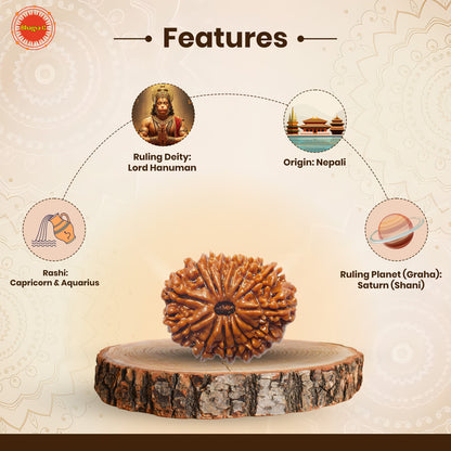 14 Mukhi Rudraksha (Nepali)