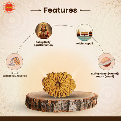 Nepali 14 Mukhi Rudraksha (Lab Certified)