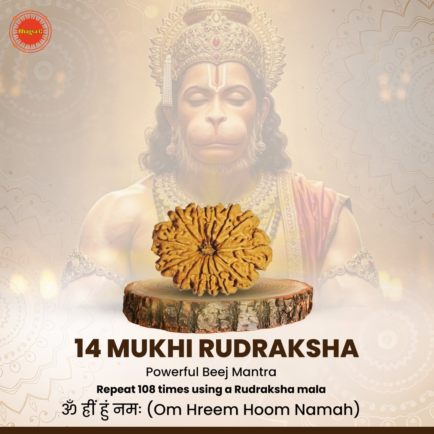 Nepali 14 Mukhi Rudraksha (Lab Certified)