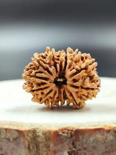 14 Mukhi Rudraksha