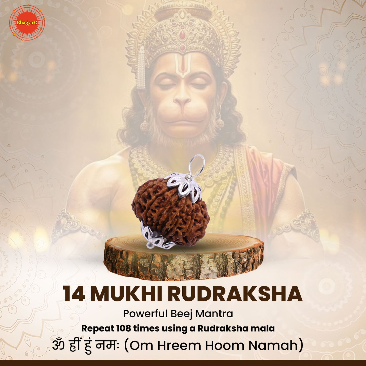 Nepali 14 Mukhi Rudraksha (Lab Certified)