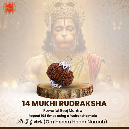 Nepali 14 Mukhi Rudraksha (Lab Certified)