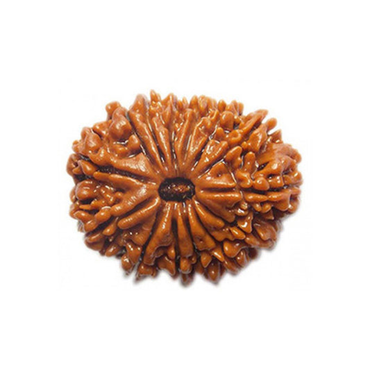 14 Mukhi Rudraksha