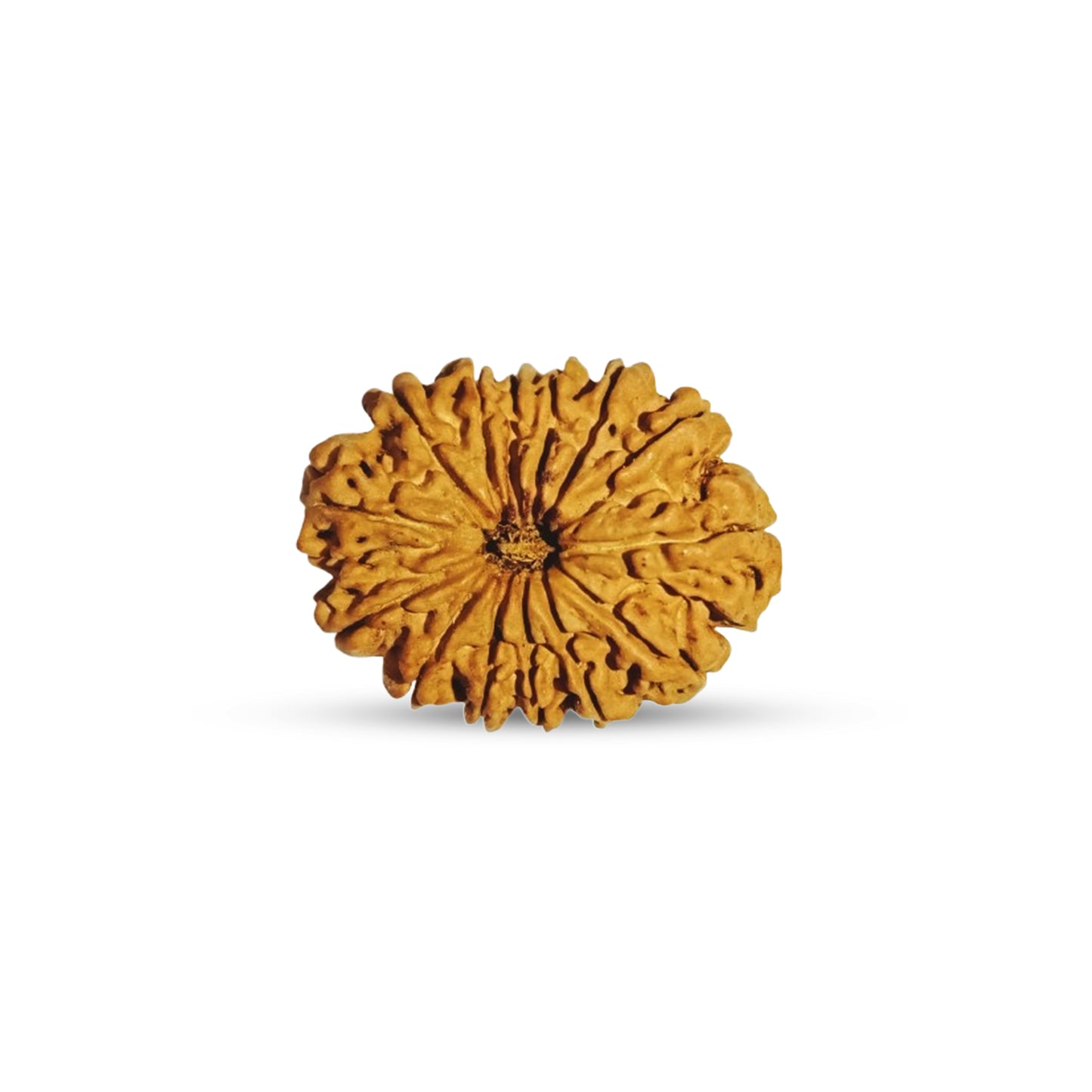 Nepali 14 Mukhi Rudraksha (Lab Certified)