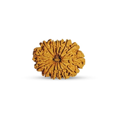 Nepali 14 Mukhi Rudraksha (Lab Certified)
