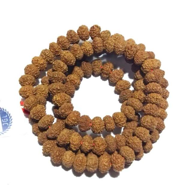 8 Mukhi Rudraksha