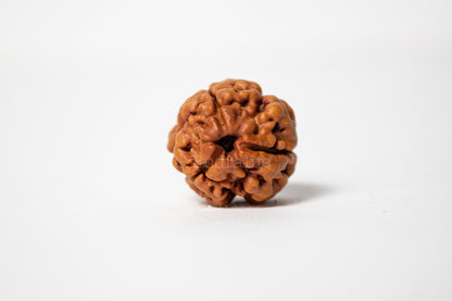 3 Mukhi Rudraksha