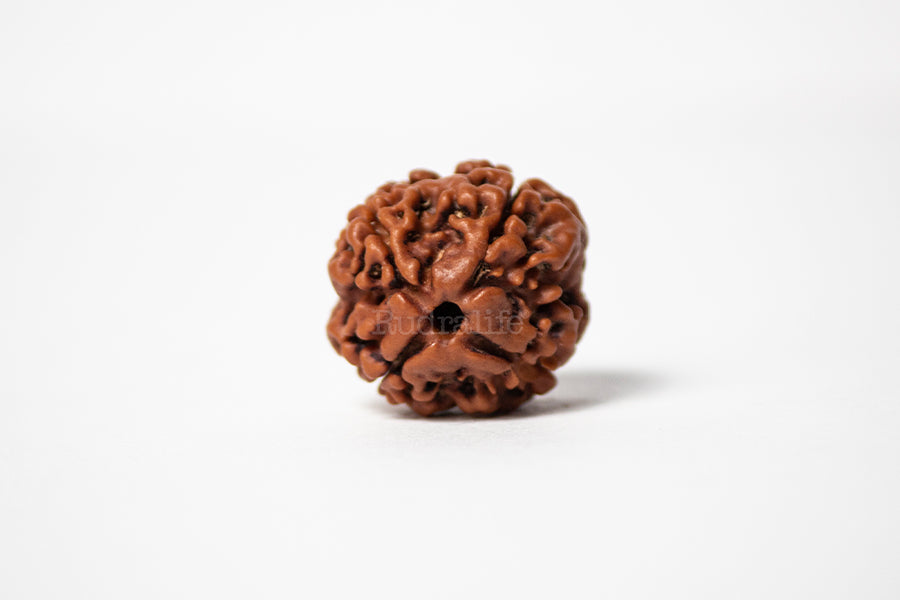 4 Mukhi Rudraksha