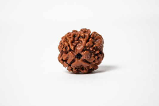 4 Mukhi Rudraksha