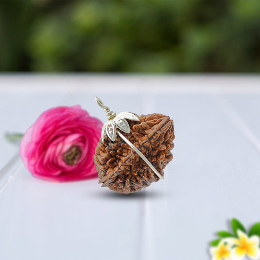 2 Mukhi Rudraksha