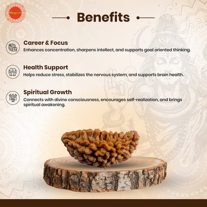 Nepali 1 Mukhi Rudraksha (Lab Certified)