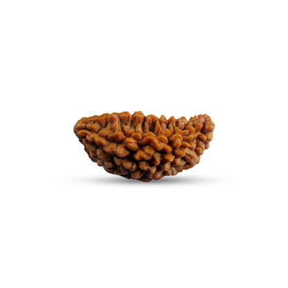 Nepali 1 Mukhi Rudraksha (Lab Certified)