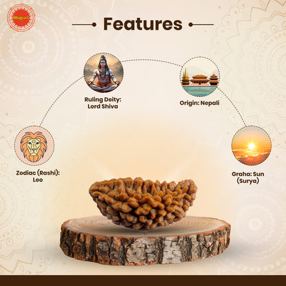 Nepali 1 Mukhi Rudraksha (Lab Certified)