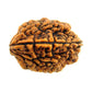 2 Mukhi Rudraksha