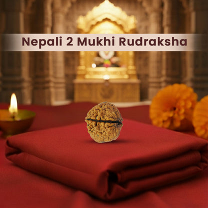 Nepali 2 Mukhi Rudraksha (Lab Certified)