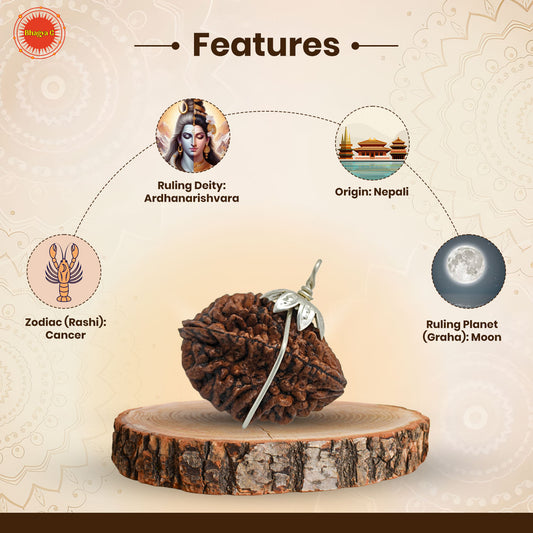 2 Mukhi Rudraksha (Nepali)