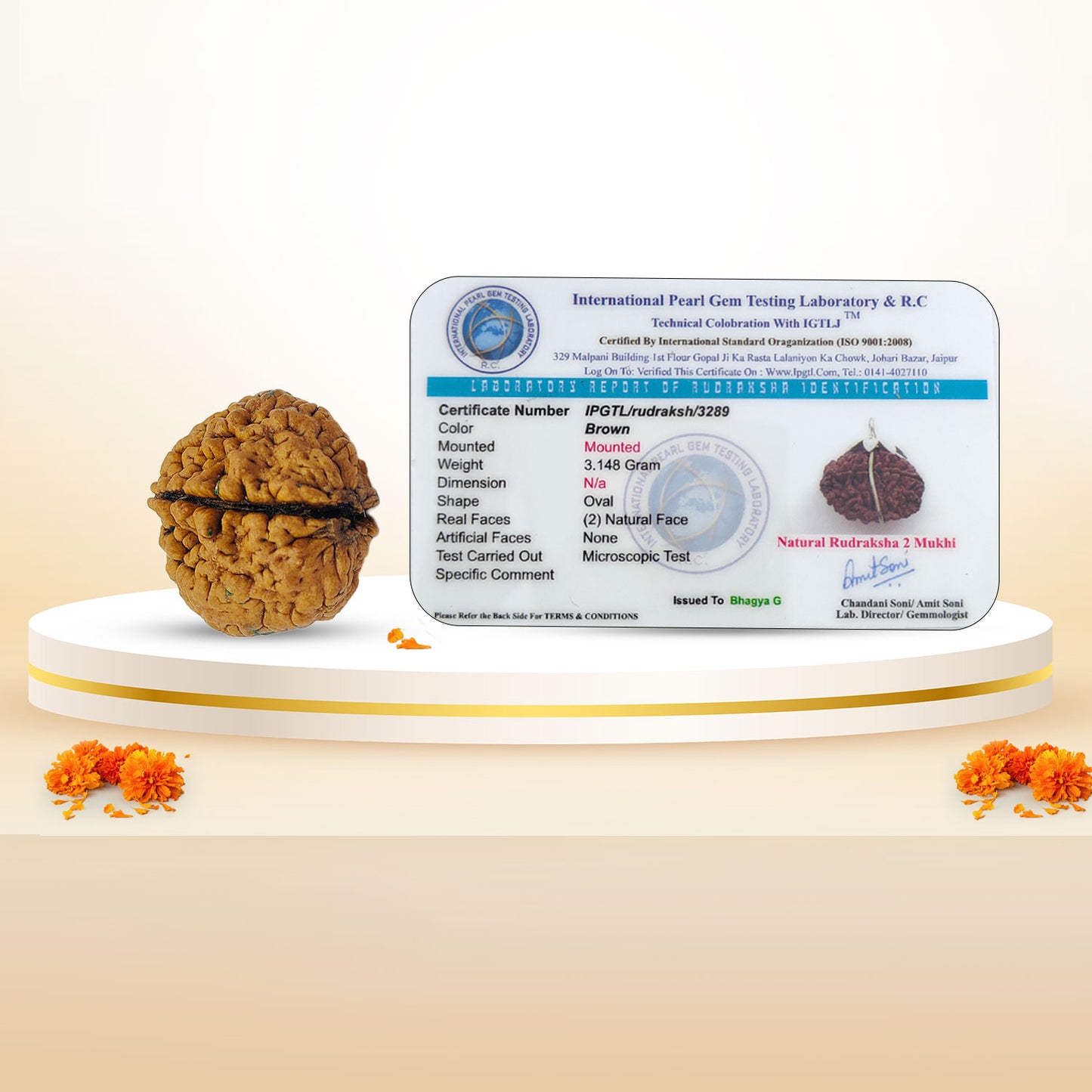 Nepali 2 Mukhi Rudraksha (Lab Certified)