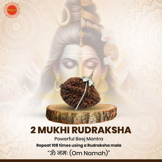 Nepali 2 Mukhi Rudraksha (Lab Certified)