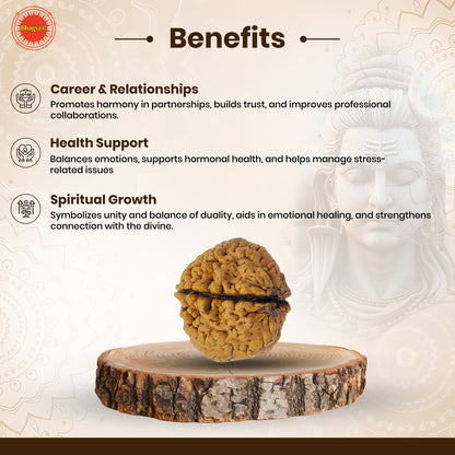 Nepali 2 Mukhi Rudraksha (Lab Certified)