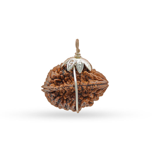 2 Mukhi Rudraksha