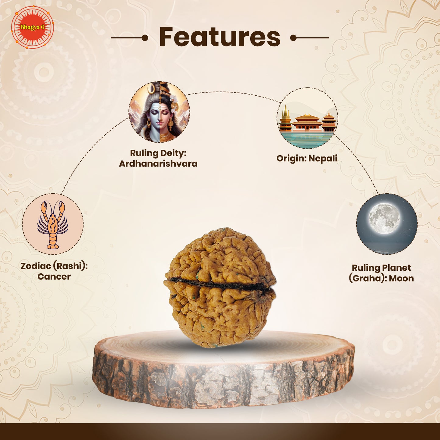 Nepali 2 Mukhi Rudraksha (Lab Certified)