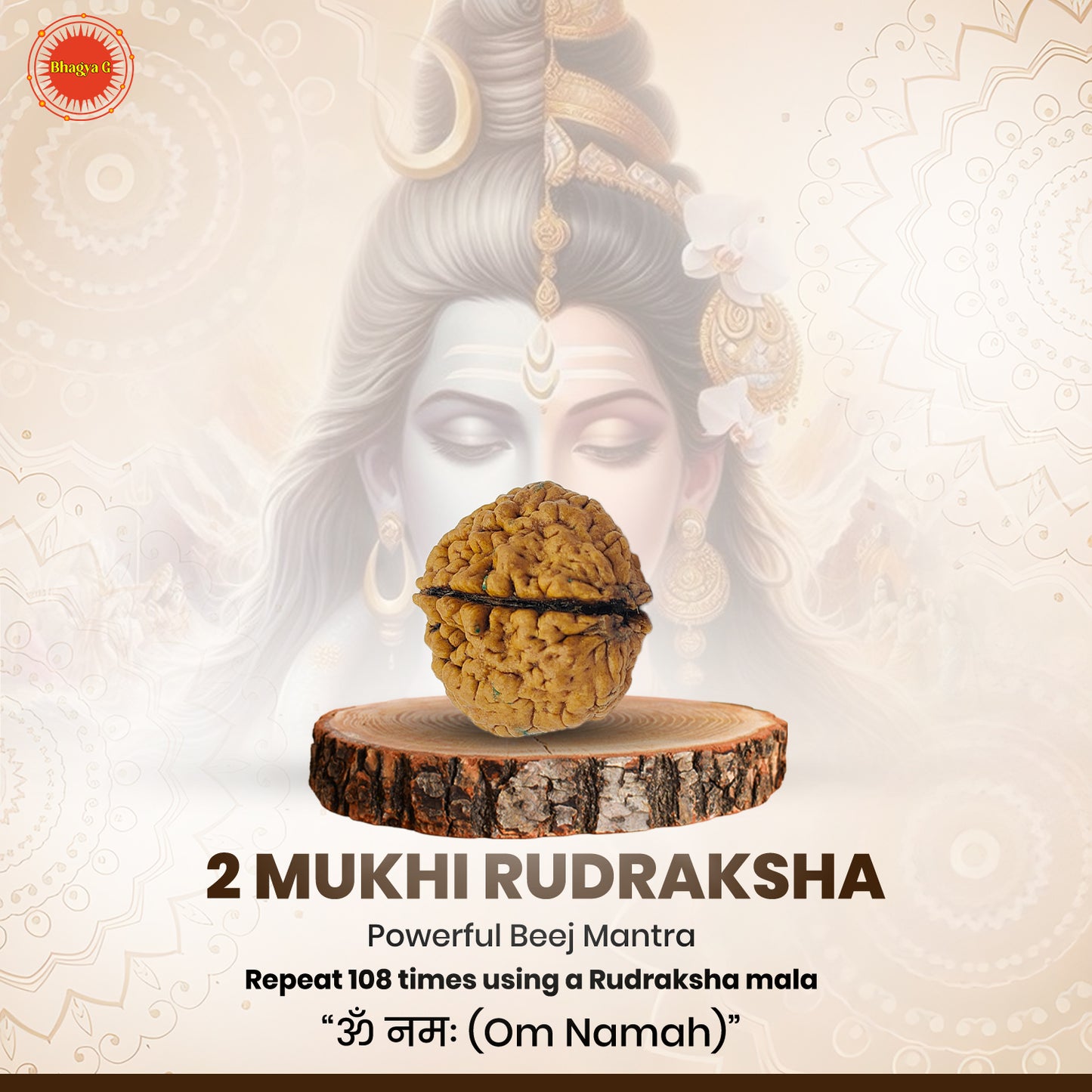 Nepali 2 Mukhi Rudraksha (Lab Certified)