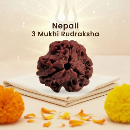 Nepali 3 Mukhi Rudraksha (Lab Certified)