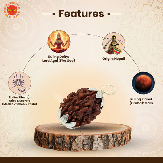 3 Mukhi Rudraksha (Nepali)