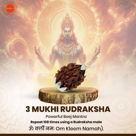 Nepali 3 Mukhi Rudraksha (Lab Certified)