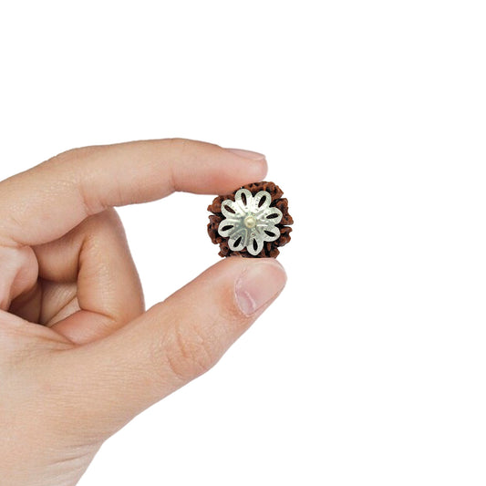 6 Mukhi Rudraksha