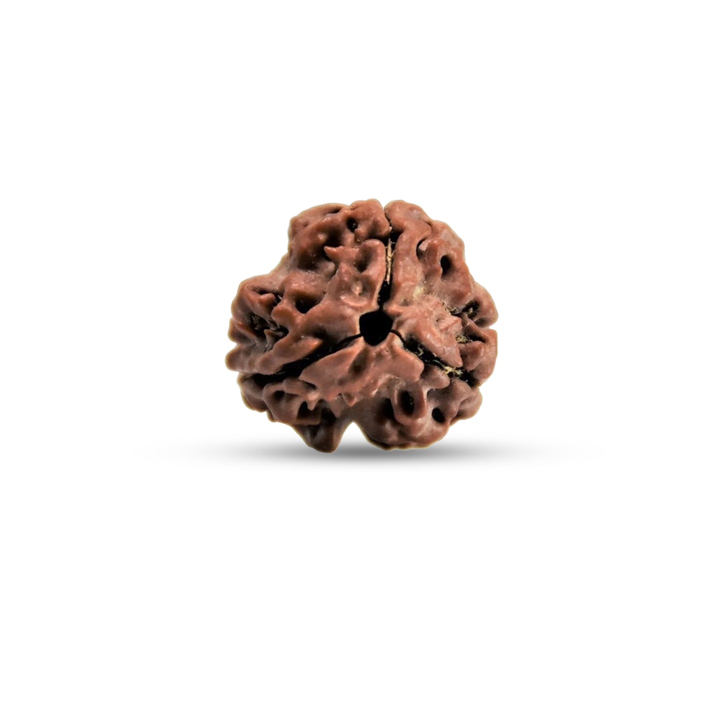 Nepali 3 Mukhi Rudraksha (Lab Certified)