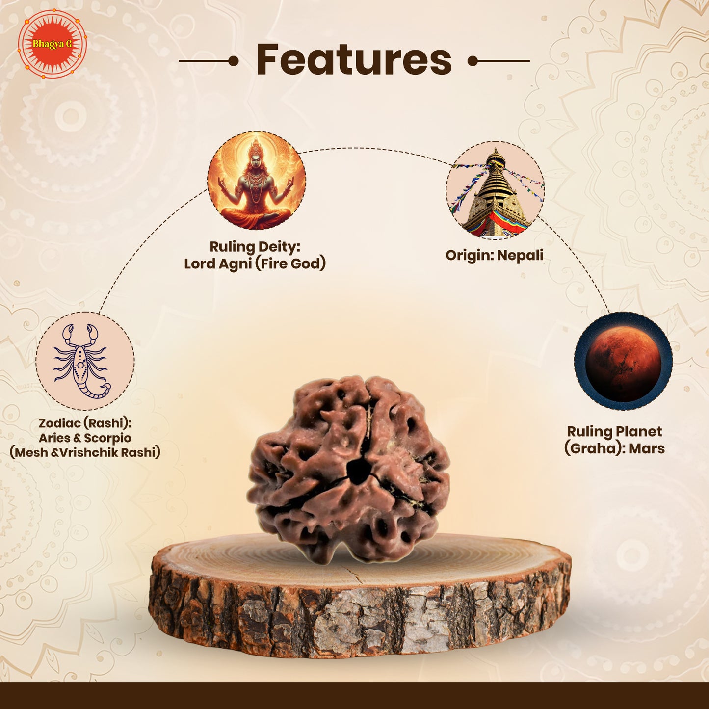 Nepali 3 Mukhi Rudraksha (Lab Certified)