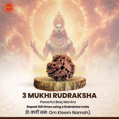 Nepali 3 Mukhi Rudraksha (Lab Certified)