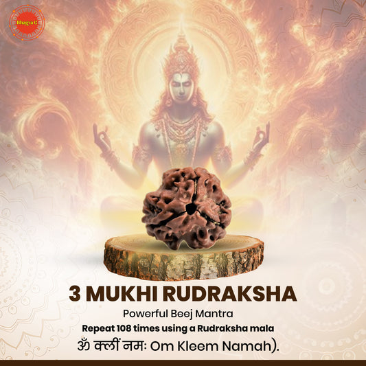Nepali 3 Mukhi Rudraksha (Lab Certified)