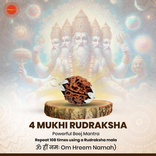 Nepali 4 Mukhi Rudraksha (Lab Certified)