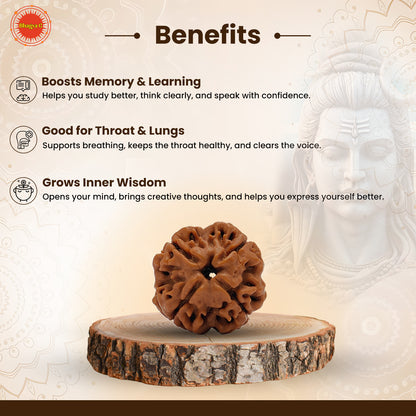 Nepali 4 Mukhi Rudraksha (Lab Certified)