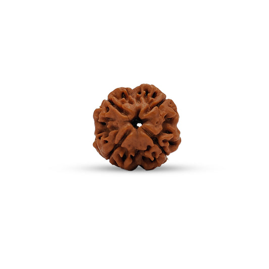 Nepali 4 Mukhi Rudraksha (Lab Certified)