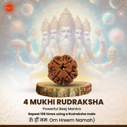 Nepali 4 Mukhi Rudraksha (Lab Certified)