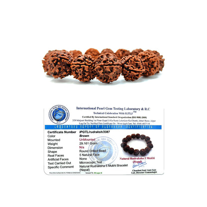Divine 5 Mukhi Rudraksha Bracelet (Nepali)