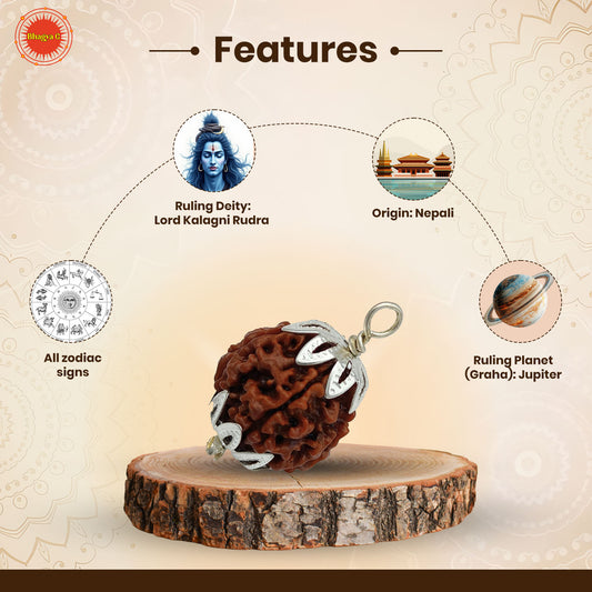 5 Mukhi Rudraksha (Nepali)
