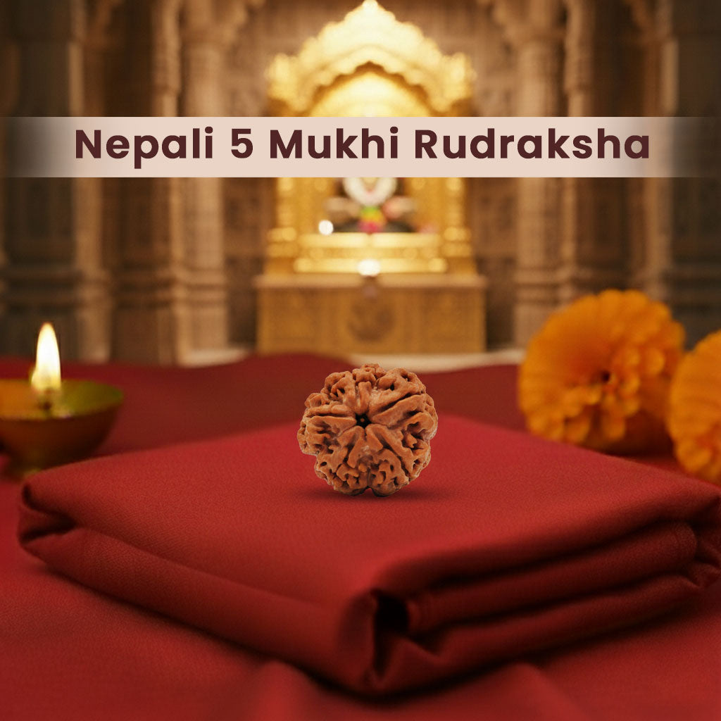 Nepali 5 Mukhi Rudraksha (Lab Certified)