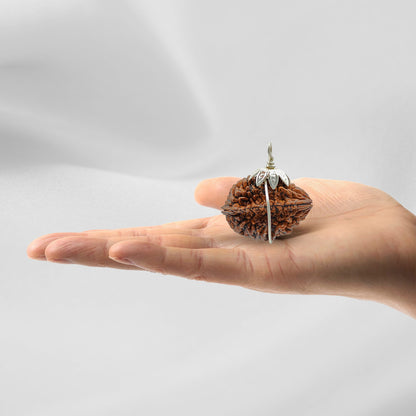 2 Mukhi Rudraksha