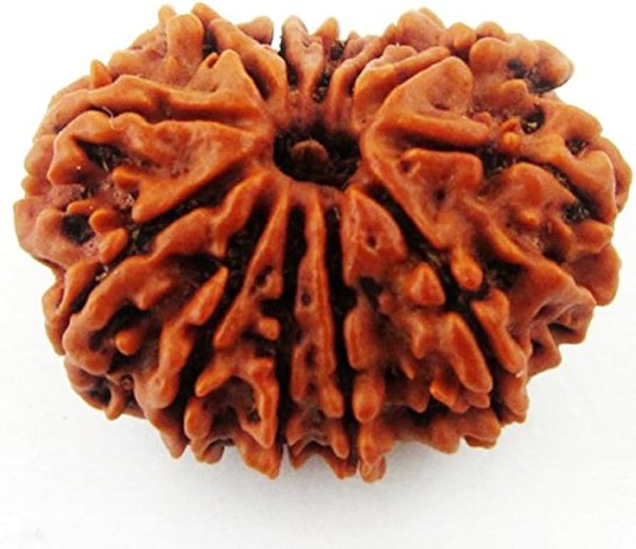 12 Mukhi Rudraksha