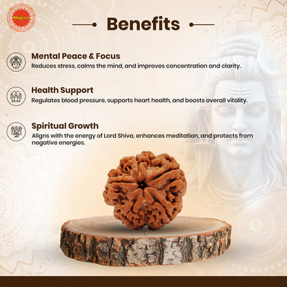 Nepali 5 Mukhi Rudraksha (Lab Certified)