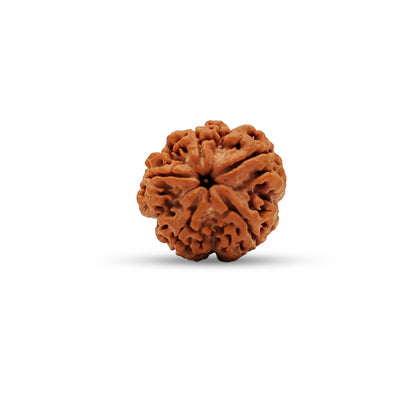 Nepali 5 Mukhi Rudraksha (Lab Certified)