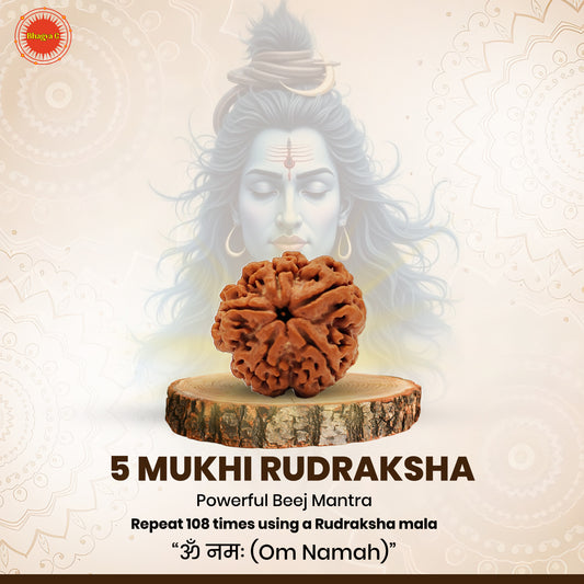 Nepali 5 Mukhi Rudraksha (Lab Certified)