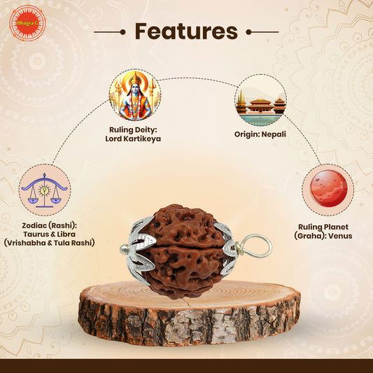 6 Mukhi Rudraksha (Nepali)