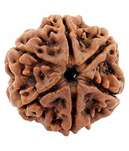 6 Mukhi Rudraksha