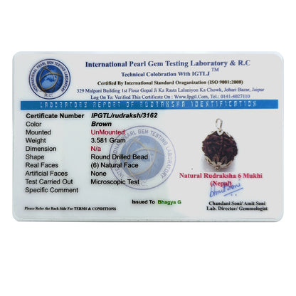 Nepali 6 Mukhi Rudraksha (Lab Certified)