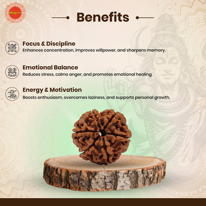 Nepali 6 Mukhi Rudraksha (Lab Certified)